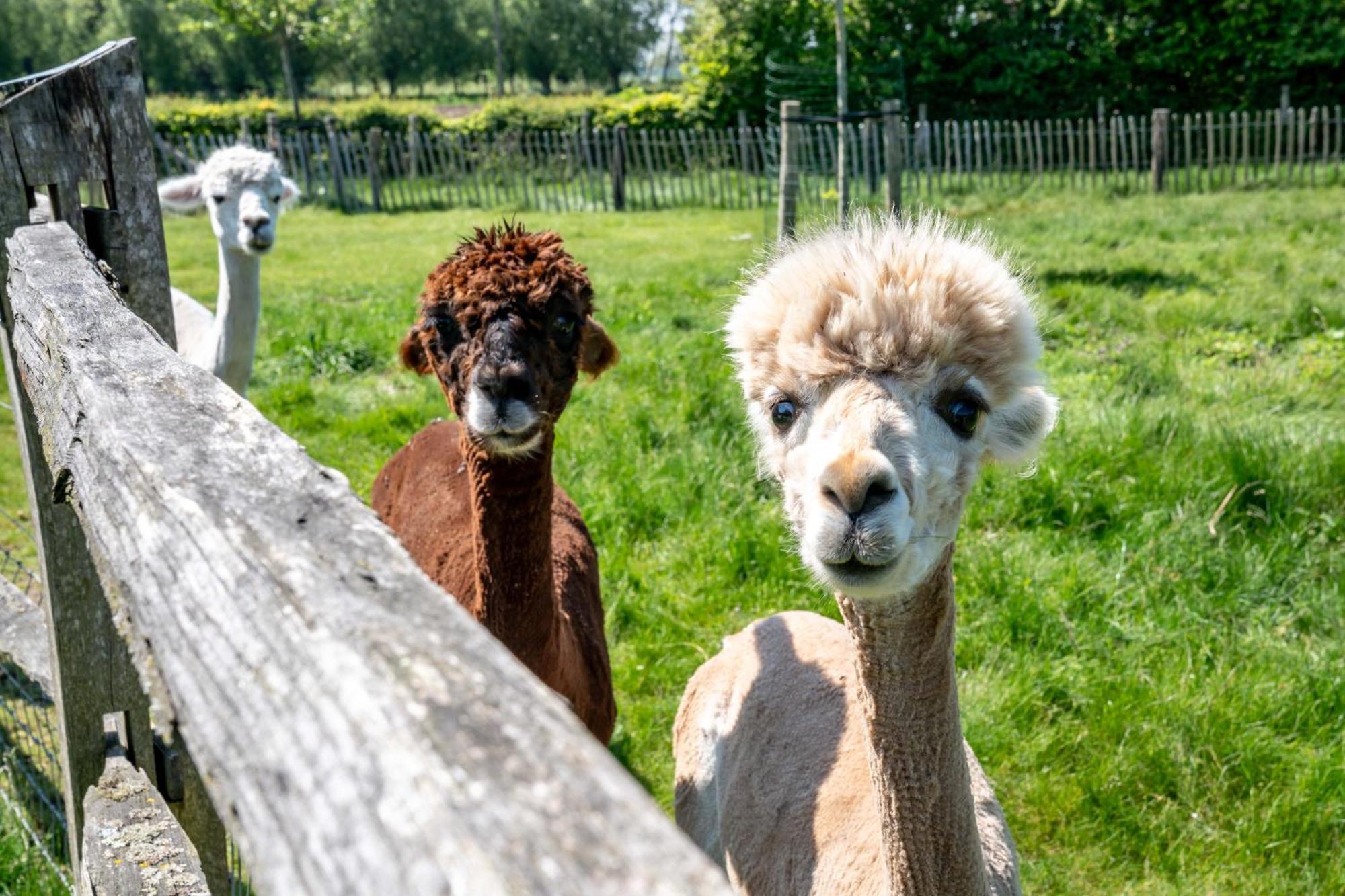 Hoeve Den Akker - Luxueuze Vakantiewoningen Met Privetuinen En Alpaca'S Nabij Brugge, Damme, Knokke, Sluis En Cadzand Exterior foto